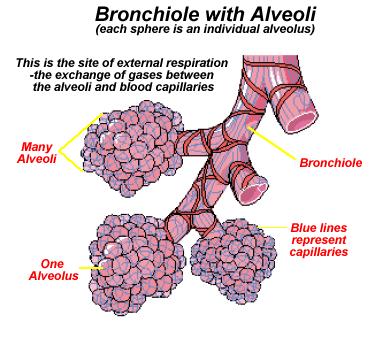 Alveoli Alveoli are tiny air sacs that