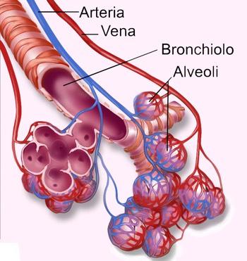 Alveoli The walls of your alveoli (and capillaries) are so thin that the oxygen or