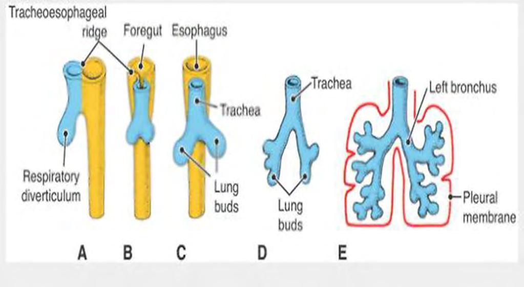 The proximal part of the laryngotracheal tube develops into epithelium and glands of the larynx.