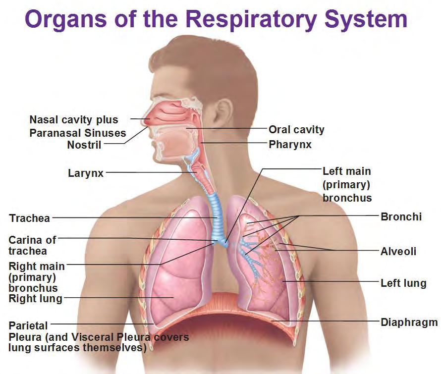 Respiratory system - a complex of organs and anatomical structures exercising function of external respiration.