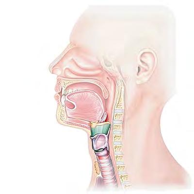 LARYNX The larynx is located at 4-6 cervical vertebrae.