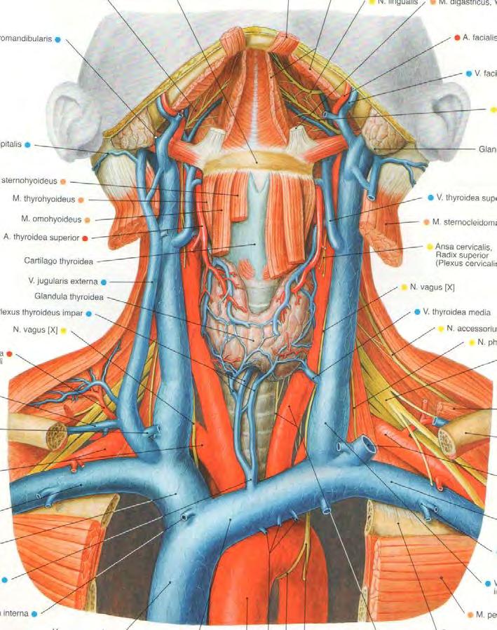 LARYNX In front the larynx is covered by the pretracheal and superficial laminae of cervical fascia and by the