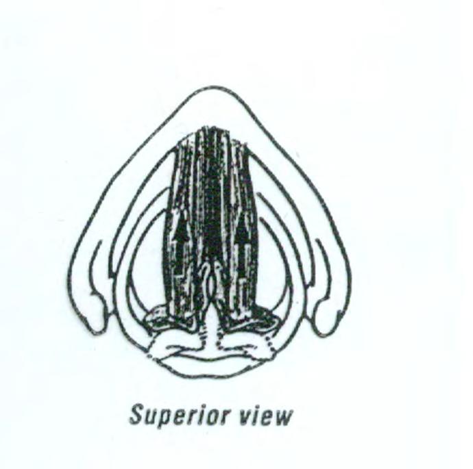 cricothyroid joints