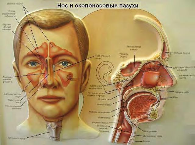 Paranasal sinuses Functions: 1. facilitation of the facial region of the skull; 2.