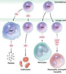 Megakaryocyte CFU-GM: Granulocyte,