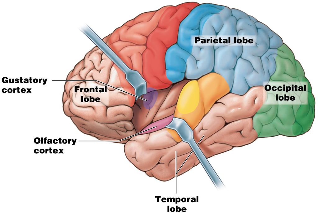 Module 13.12: Functional regions of cerebral cortex 3.