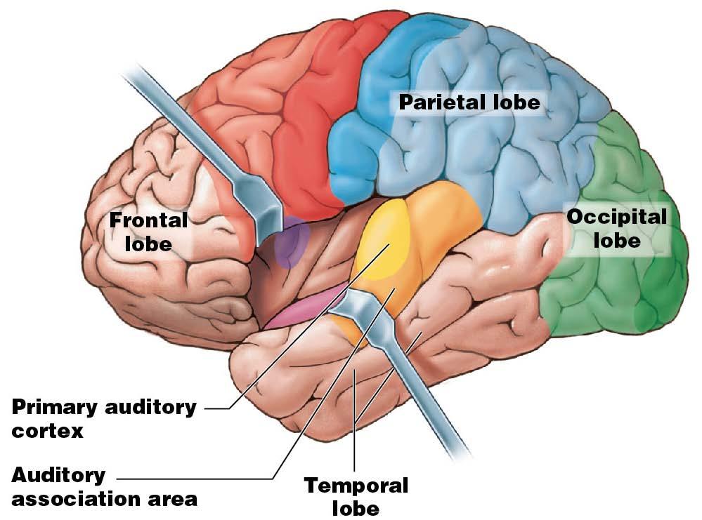 Module 13.12: Functional regions of cerebral cortex 5.