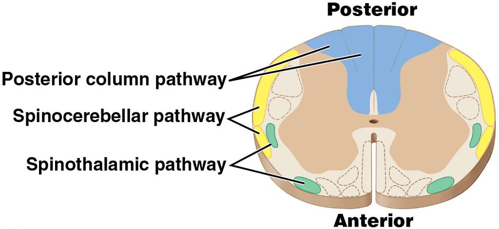 Module 13.19: Somatic sensory pathways Three major somatic sensory pathways 1.