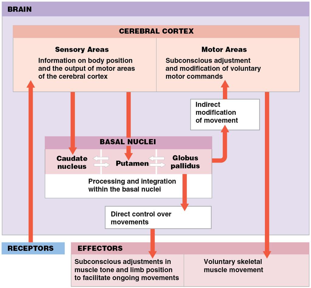 Roles of the basal