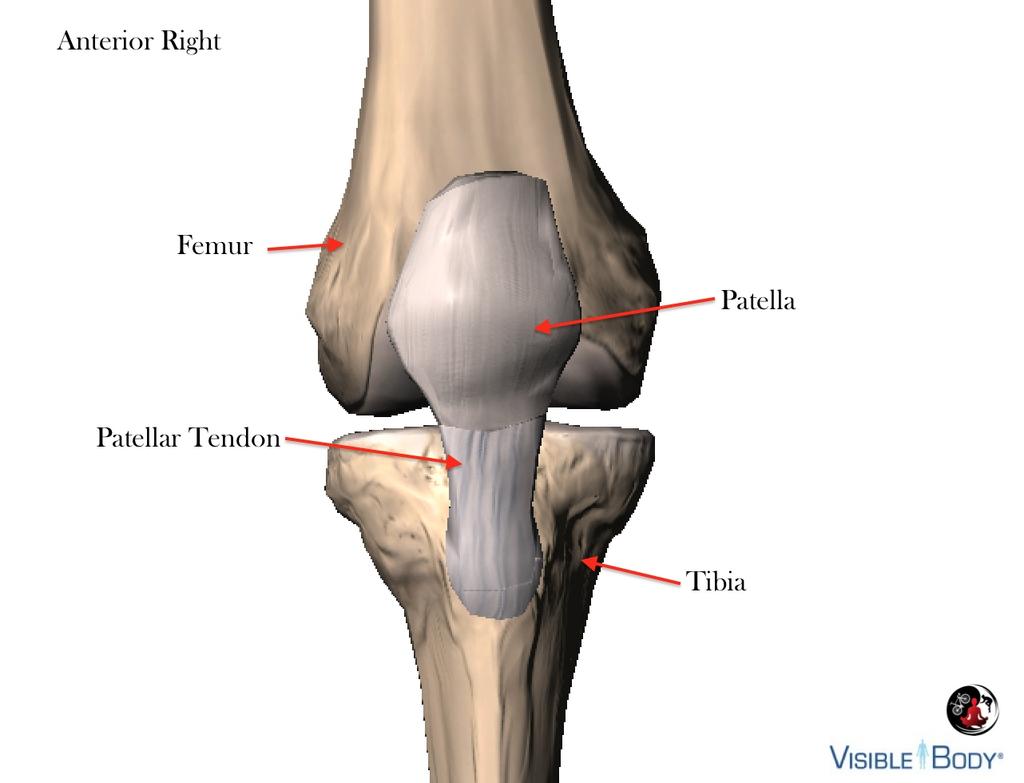 Knee Joint Anatomy 101 Bone Basics There are three bones at the knee joint femur, tibia and patella commonly referred to as the thighbone, shinbone and kneecap.