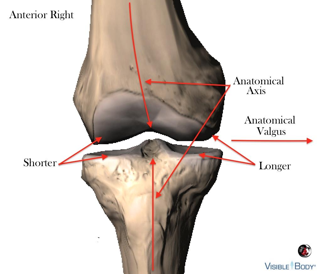 Close examination of the tibial and femoral medial condyles of both femur and tibia extend further than their respective counterparts, which creates a physiologic valgus angle of the knee