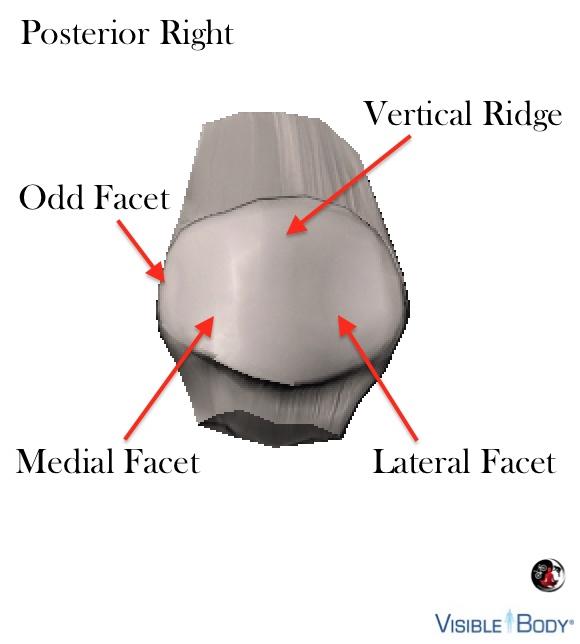 Exposed posteriorly to articulate with the femoral sulcus, the surface contains a central vertical ridge and facets.