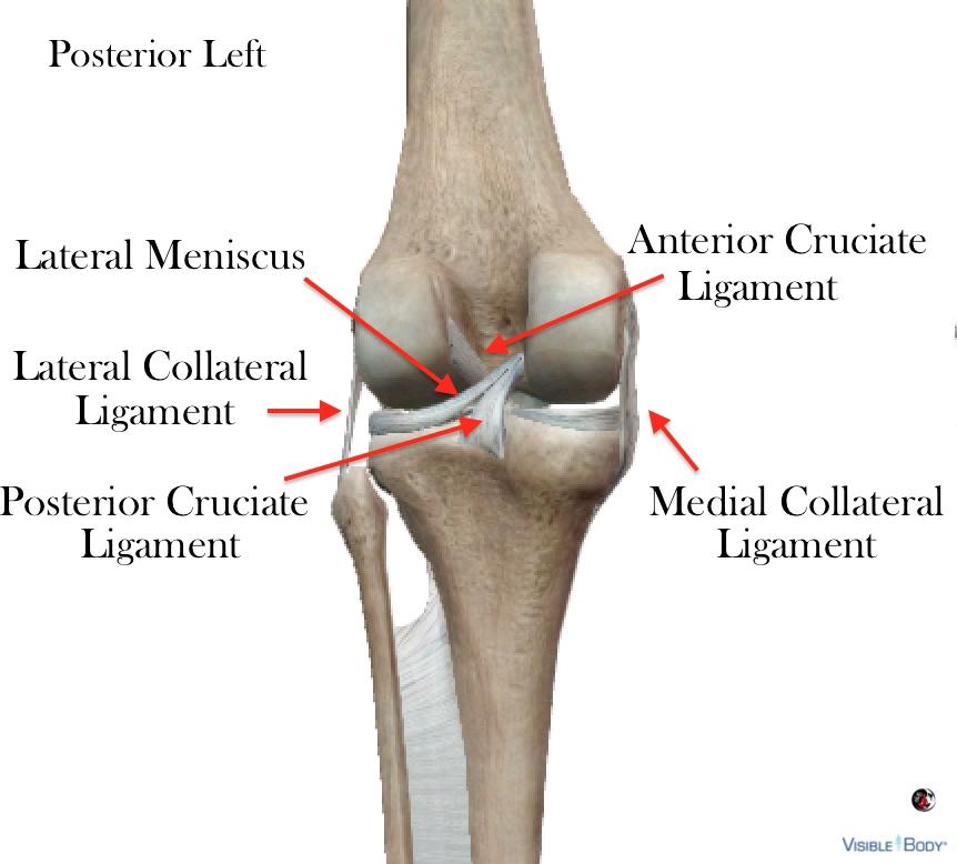 Knee Joint Capsule Consistent with other synovial joints, the knee exists