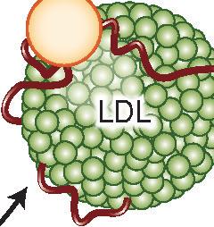 lipoprotein; LDL-R denotes low-density lipoprotein-receptor.