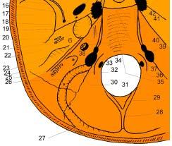Fig. 7 Fosa craniană posterioară 16. gaura spinoasă; 17. scuama temporalului; 18. canalul Arnold; 19. impresiunea trigeminală; 20. hiatusul şi şanţul nervului pietros mic; 21.