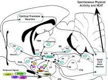 SPA (and resulting NEAT) regulatory brain areas and associated neuropeptides/transmitters [updated from fig. 1 in Kotz(Kotz, 2008)].