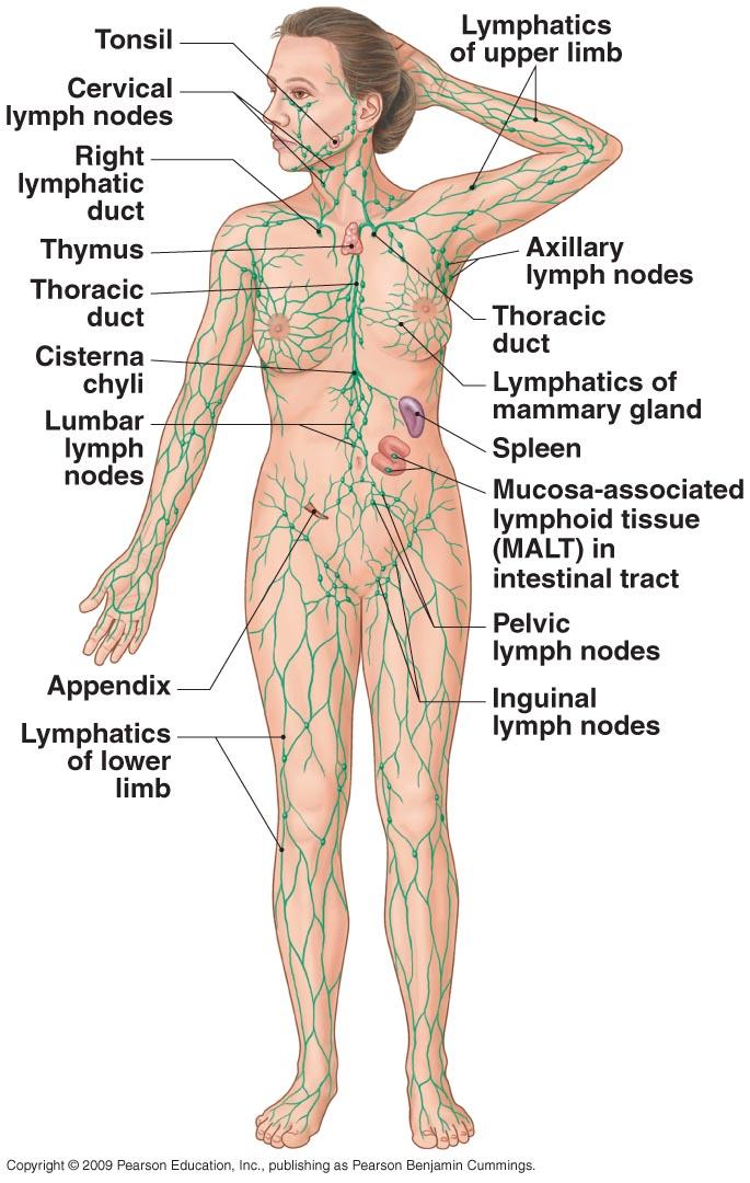 Overview of the Lymphoid System Figure