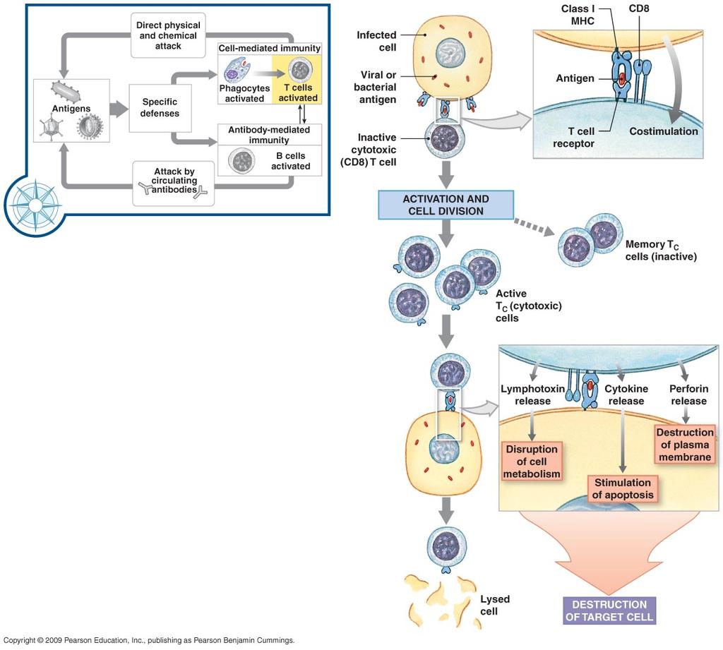 T Cells and Immunity Figure 22 17 Antigen