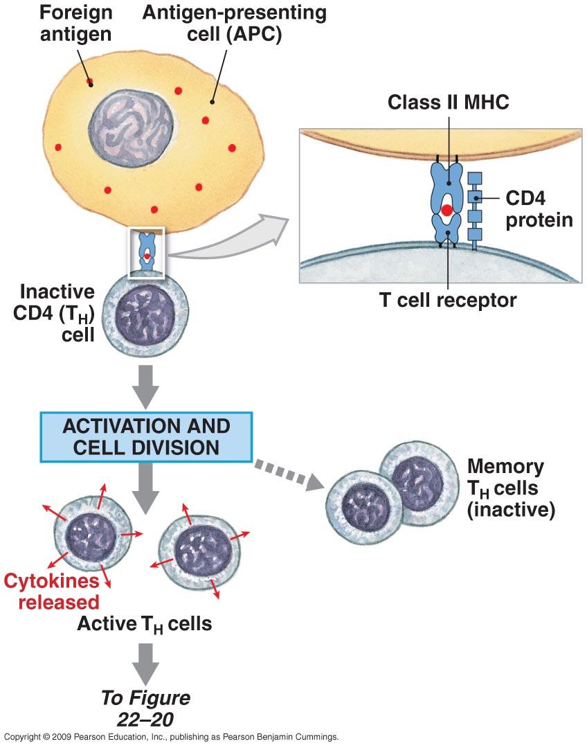 T Cells and Immunity Figure 22 18 Antigen