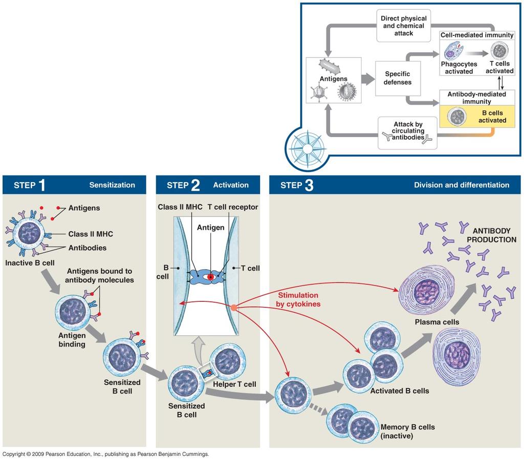 B Cells and Immunity Figure 22 20 The