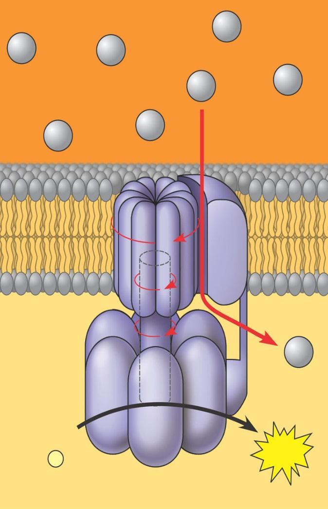 Chemiosmosis: The Energy-Coupling Mechanism ATP synthase Is the enzyme that actually makes ATP INTERMEMBRANE SPACE H + H + H + H + H + H + H + A rotor within the membrane spins clockwise when H +