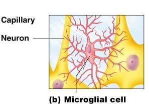 Nervous Tissue: Support Cells Microglia (CNS)