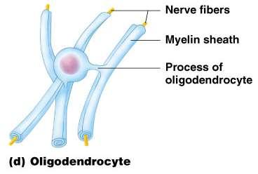 Nervous Tissue: Support Cells Oligodendrocytes (CNS) Produce myelin
