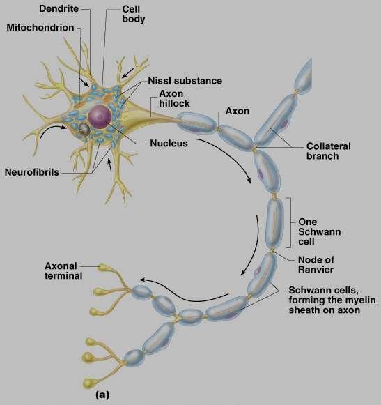 Neuron Anatomy Cell body Nucleus