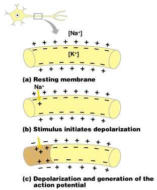 Starting a Nerve Impulse Depolarization a stimulus causes sodium (Na + ) to flow inside the axon The