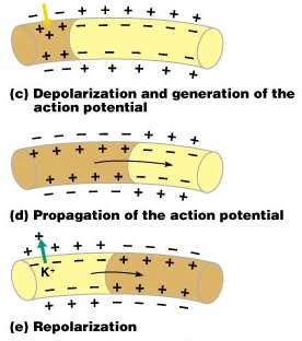 Nerve Impulse Propagation The impulse continues to move toward the cell body