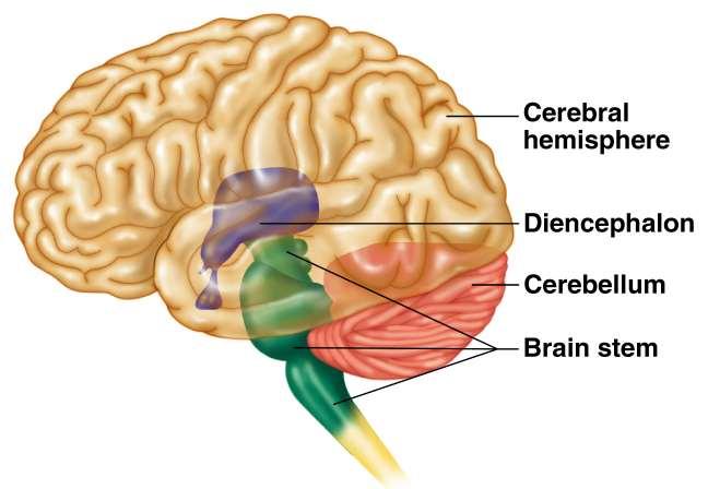 Regions of the Brain Cerebral hemispheres