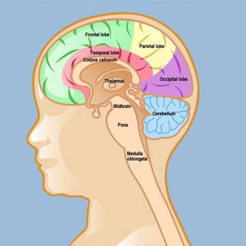 Thalamus Surrounds the third ventricle The relay station for sensory impulses Transfers