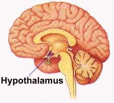 Hypothalamus Under the thalamus Important autonomic nervous system center