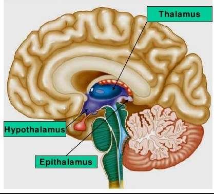 Epithalamus Forms the roof of the third ventricle Houses the pineal body (an