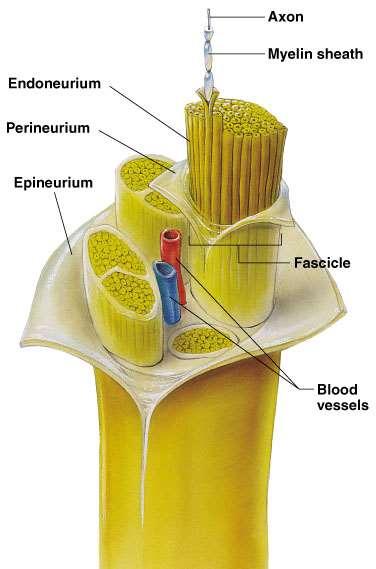 Structure of a Nerve Endoneurium surrounds each fiber Groups of fibers are bound into