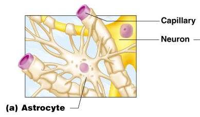 Nervous Tissue: Support Cells (Neuroglia or Glia) Astrocytes Abundant, star-shaped cells Brace neurons Form barrier