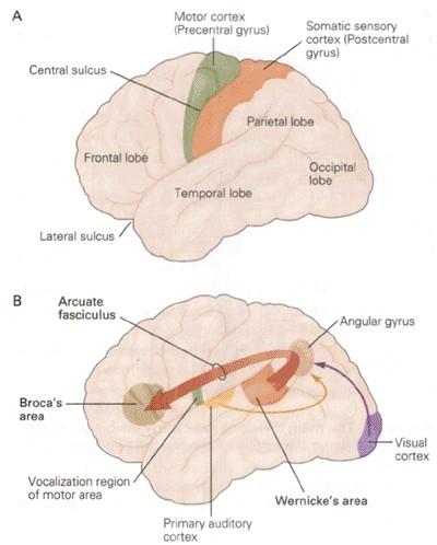 Brain regions involved in language Left lobe Wernicke s area Auditory