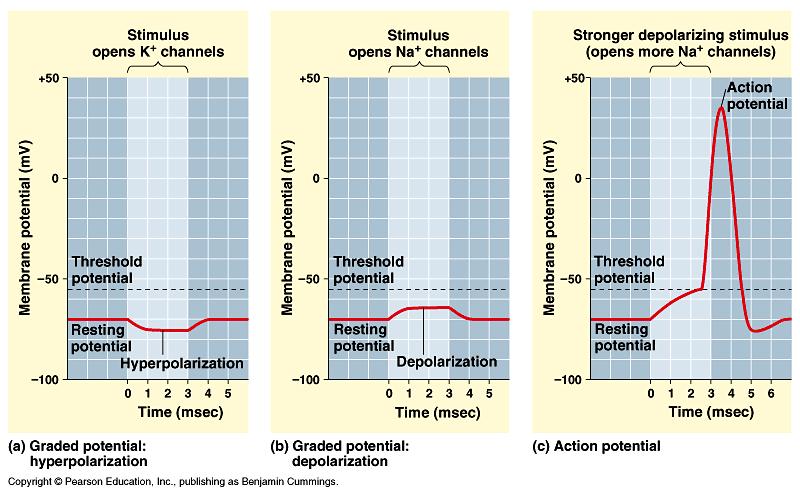 The Action Potential: All or Nothing Depolarization If graded potentials sum to 55mV a threshold potential is achieved.