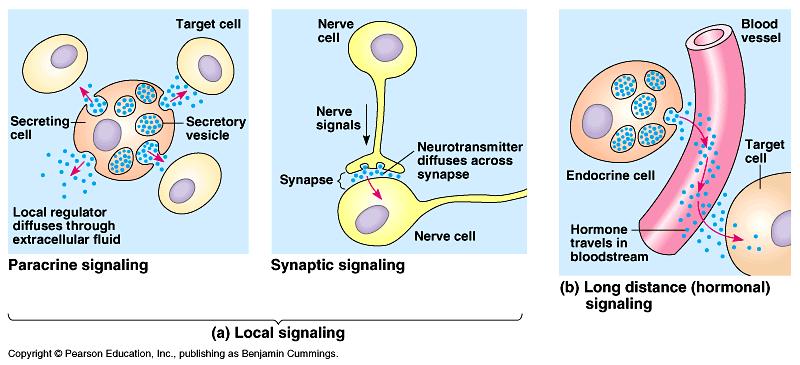 Synaptic signaling 1.
