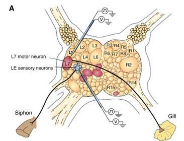 Neuronal circuit in gill