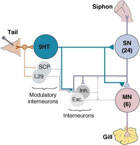neurons integrate siphon skin 6