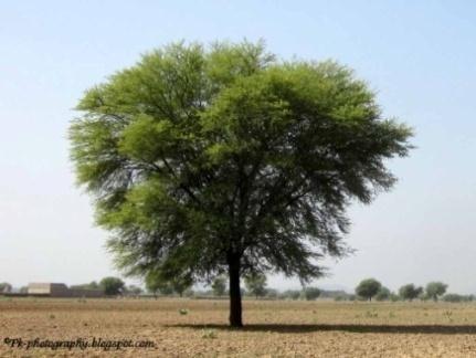 Lesson no. 52 Gum Tree (Seyyal) (babul): - Names 1.
