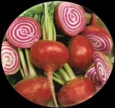 The juice from the bull s blood beet is used to make the food red coloured. It is available year-round.
