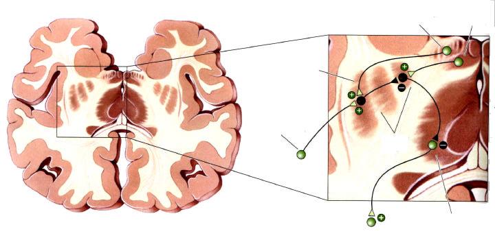 Connections of basal ganglia: Premotor cortex VL thalamus Cortical neuron Globus pallidus Putamen Substantia nigra Important facts to remember about basal ganglia: - inputs to caudate and putamen are