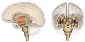 Brain Regions in Motor Control Cerebral Cortex