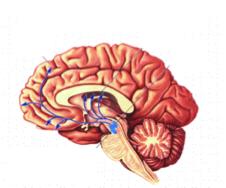 characteristics of brain neuromodulatory systems: 1.
