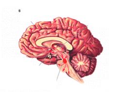 characteristics of brain
