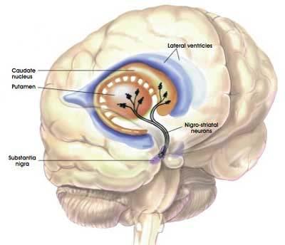 The Substantia Nigra is a region in the brainstem that provides dopaminergic innervation to the