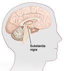 Substantia nigra The substantia nigra is a brain structure located in the mesencephalon (midbrain) that plays an important role in reward and movement.