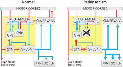 Now you can understand this model! NEUROANATOMY REVIEW ARTICLE published: 05 February 2015 doi: 10.3389/fnana.2015.00005 What is wrong in the right circuit and how to cause the Parkinsonian symptom?